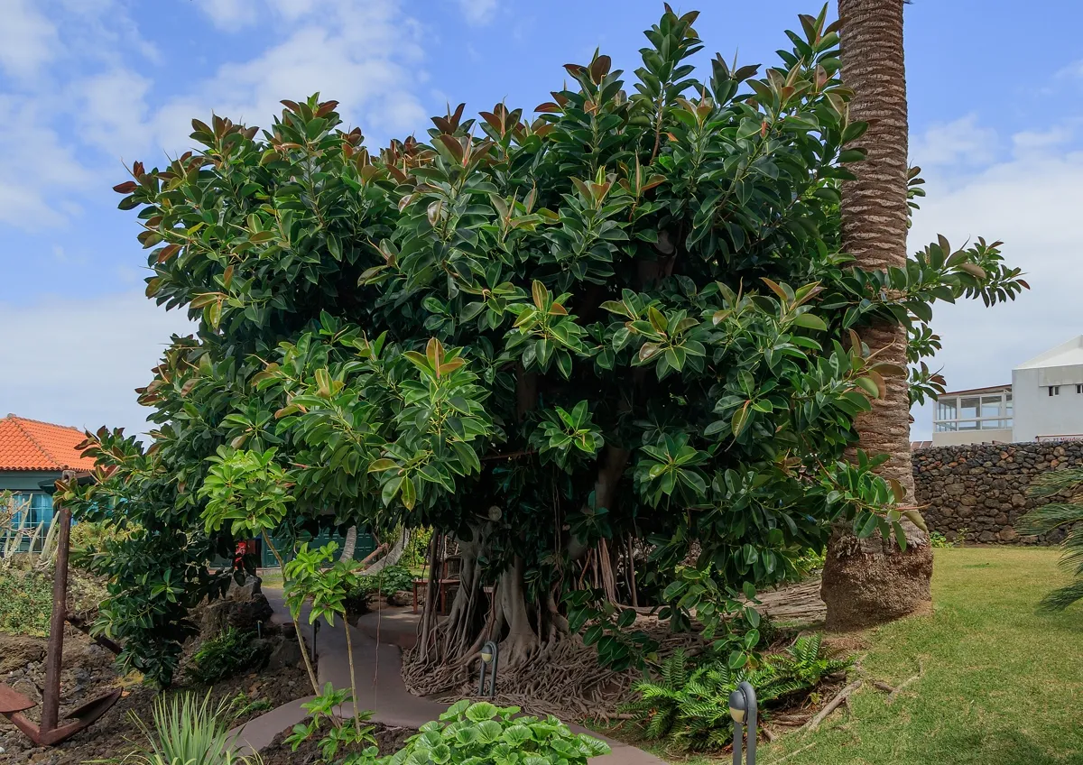 Large rubber plant grown outdoors as a broad leafy tree
