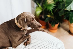 Is Snake Plant Toxic to Dogs? Symptoms, First Aid and 5 Safe Swaps