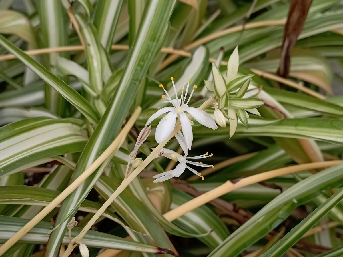 Small white star-shaped spider plant flowers opening on a slender stem
