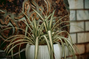 Is Spider Plant Toxic to Dogs? The Safe-Plant Truth Explained