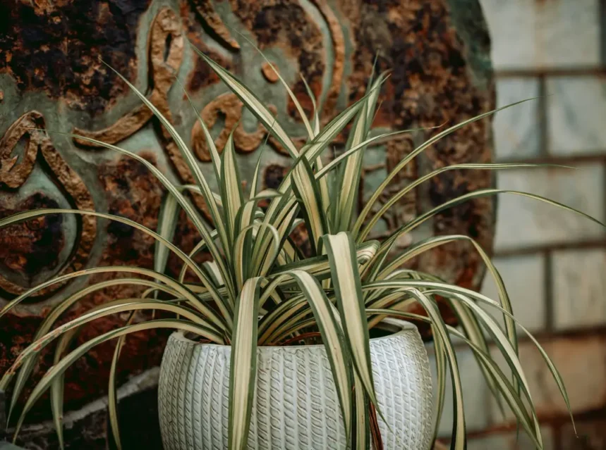 Is spider plant toxic to dogs — variegated spider plant with cream-striped arching leaves in a white textured pot