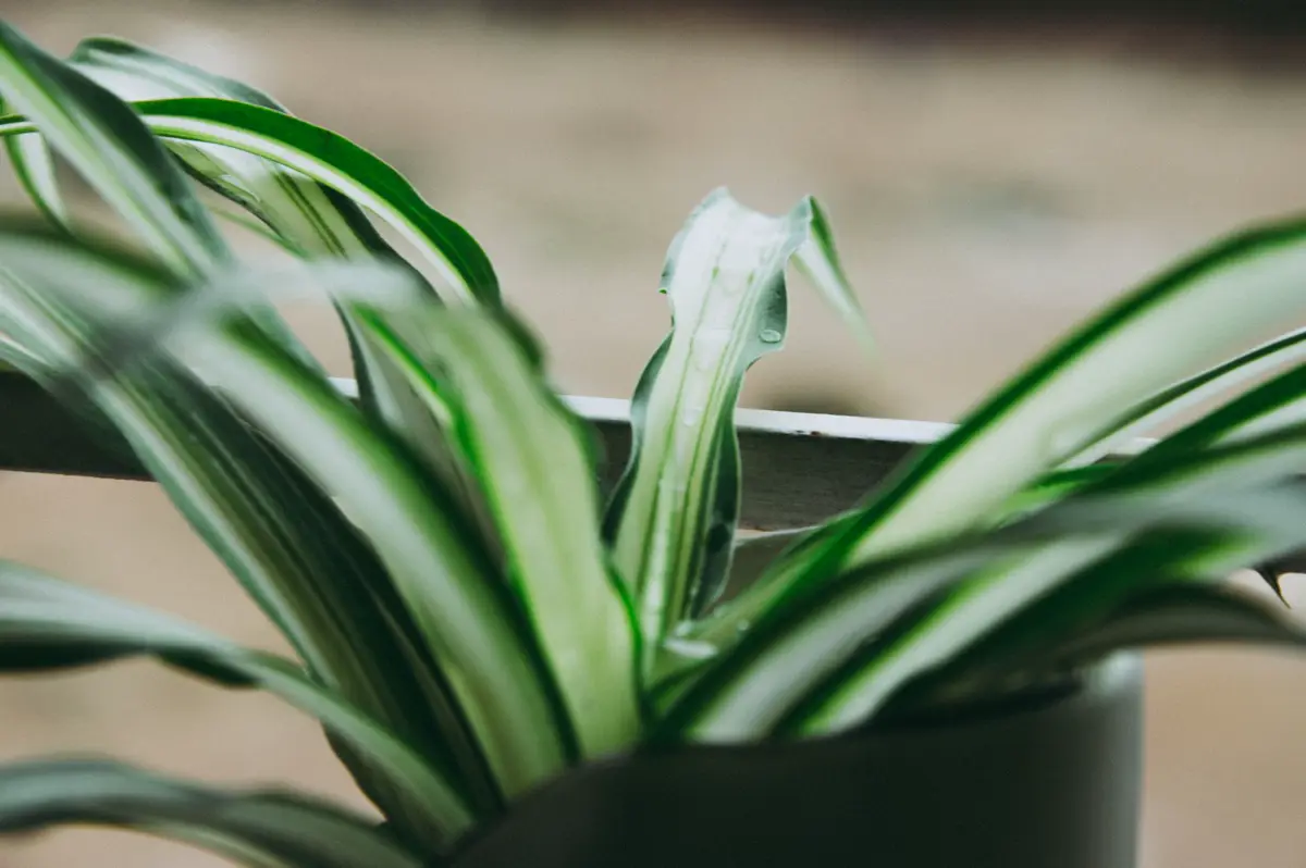 Spider plant growing in a pot on a railing