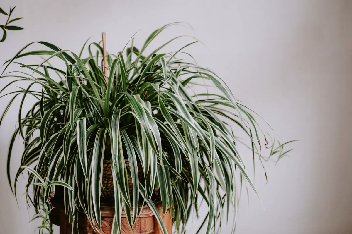 Spider plant with baby plantlets dangling from long arching stems