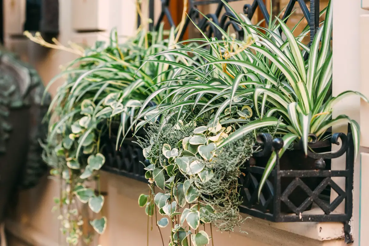 Spider plants growing in a window box beside trailing greenery