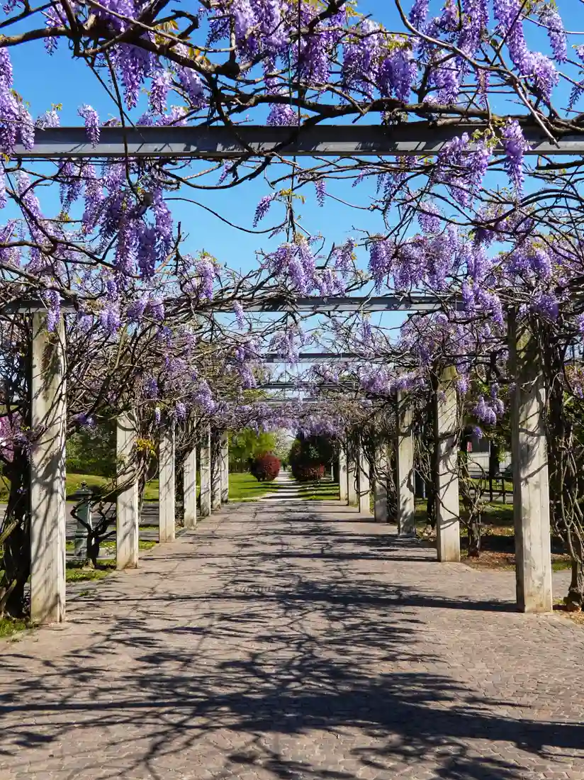 Wisteria flowers cascading over a pergola beam a cat can walk along