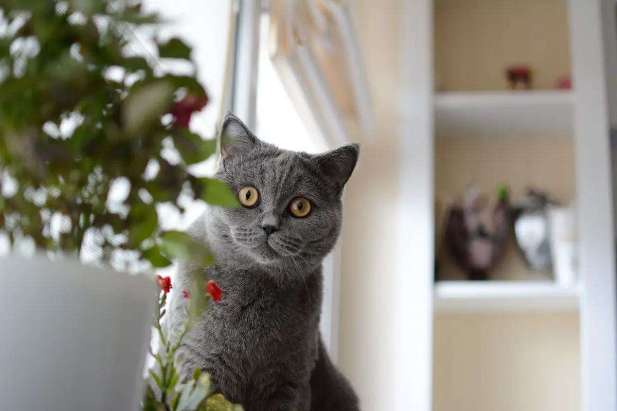 Grey British shorthair cat sitting beside a window with plants behind it