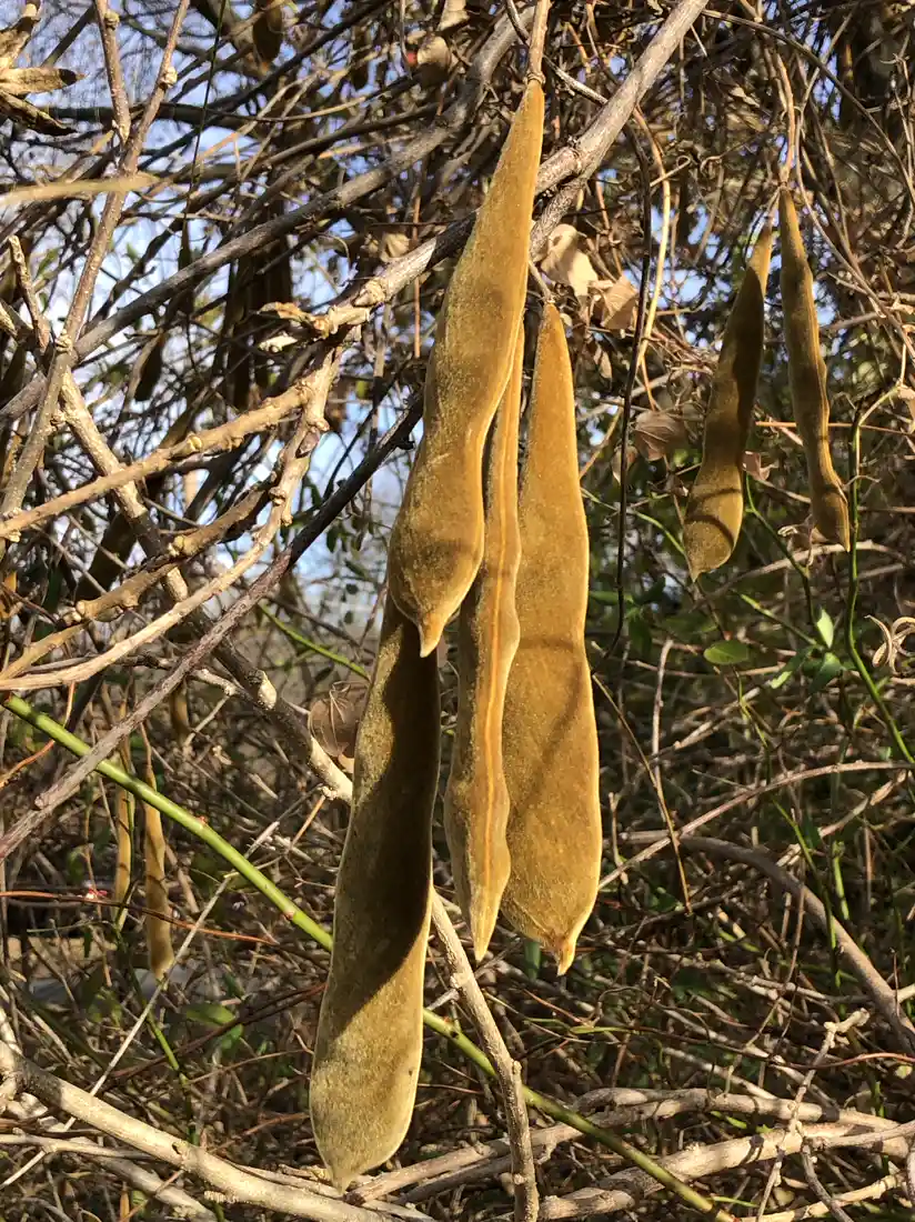 Velvety wisteria seed pods hanging on the vine, the most toxic part of the plant