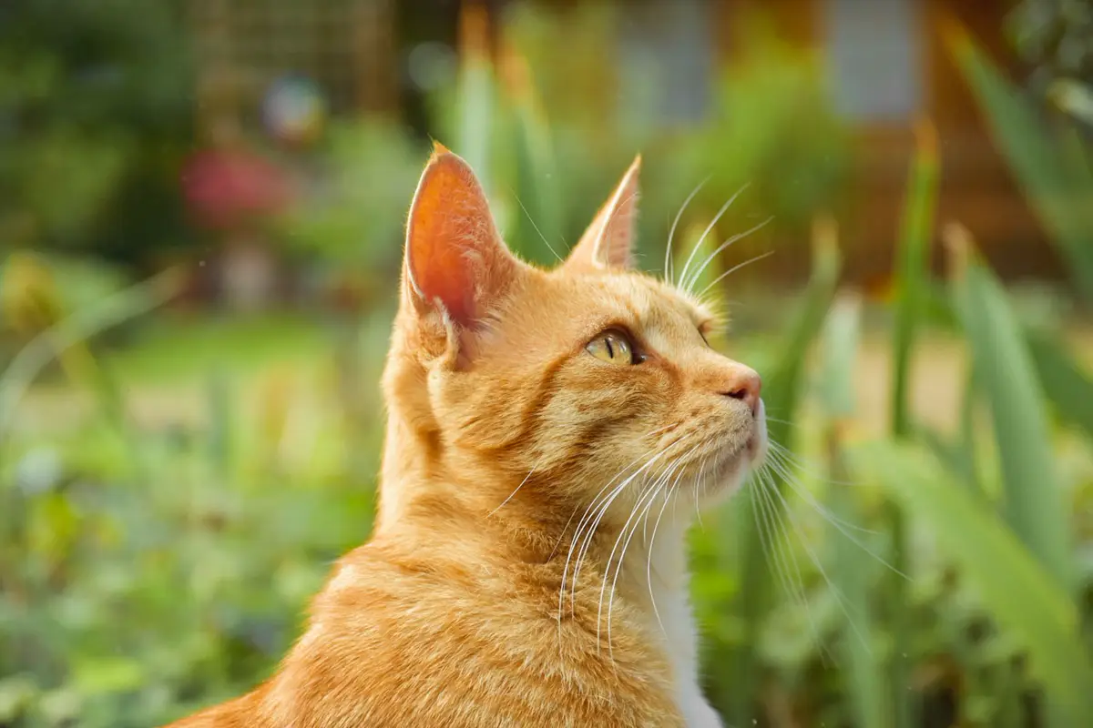 Ginger cat in profile sitting alert in a flower garden