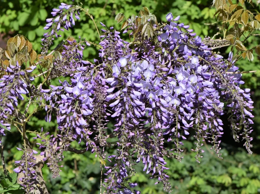 Is wisteria toxic to cats — chinese wisteria in bloom with long cascading purple flower racemes