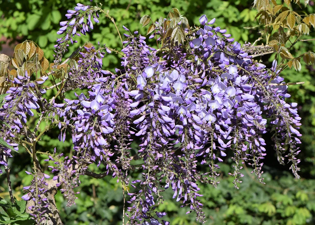 Is Wisteria Toxic to Cats? Milder Than for Dogs, Here’s Why