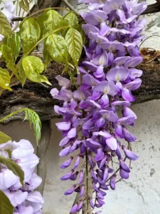 Is Wisteria Toxic to Dogs? The Seed Pod Danger Explained