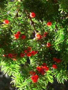 Is Yew Toxic to Cats? The Deadliest Hedge in Your Garden