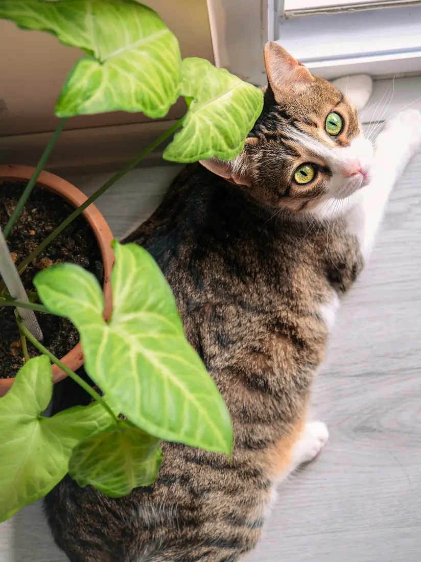 Tabby cat lounging beside a potted green houseplant by a sunny window