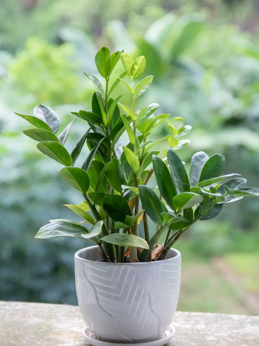 ZZ plant with glossy green leaves in a white pot