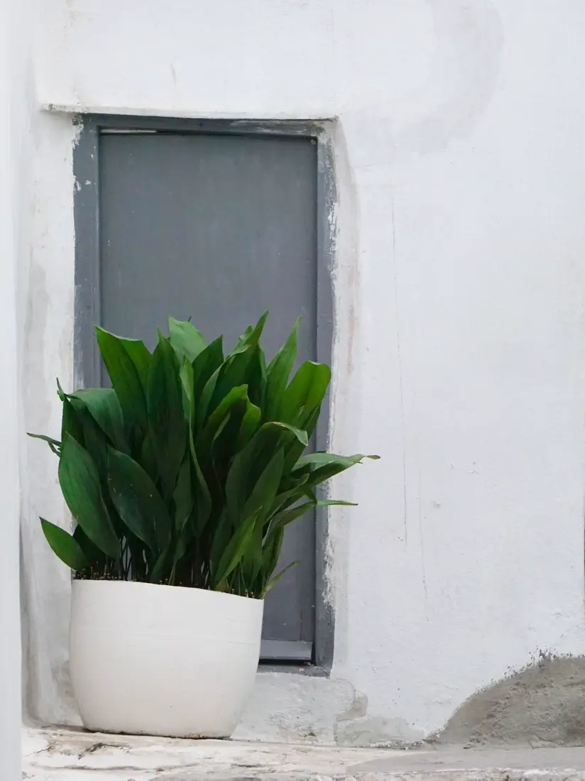 Cast iron plant aspidistra, a pet-safe plant, in a white pot