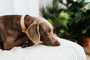 Is ZZ Plant Toxic to Dogs? Myth vs Facts, Symptoms and Safe Swaps