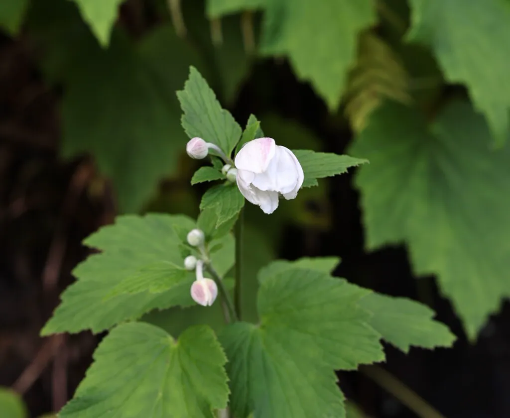 White single flower with a green centre and round buds on a wiry stem