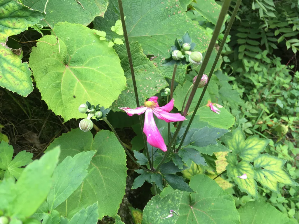 Pink flower on a tall stem rising above large lobed basal leaves