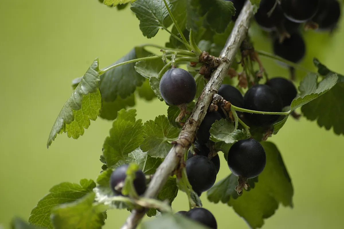 Dark purple-black jostaberries hanging along a thornless stem among currant-like leaves.