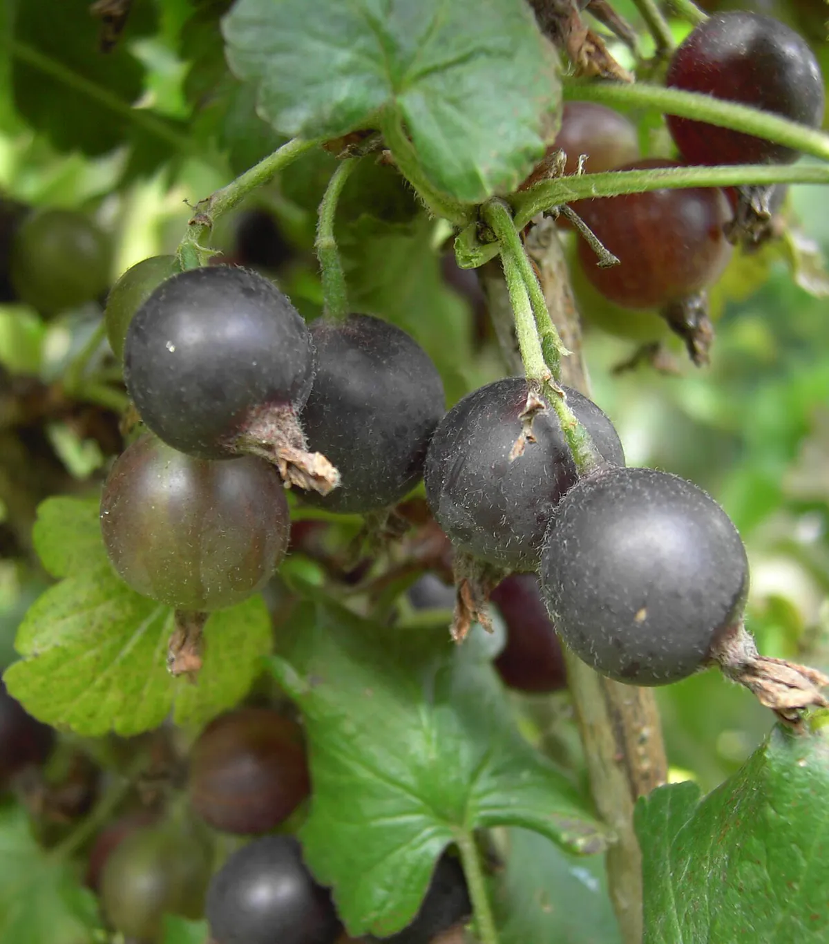 Close cluster of ripe jostaberries, some still red-purple and others fully black.