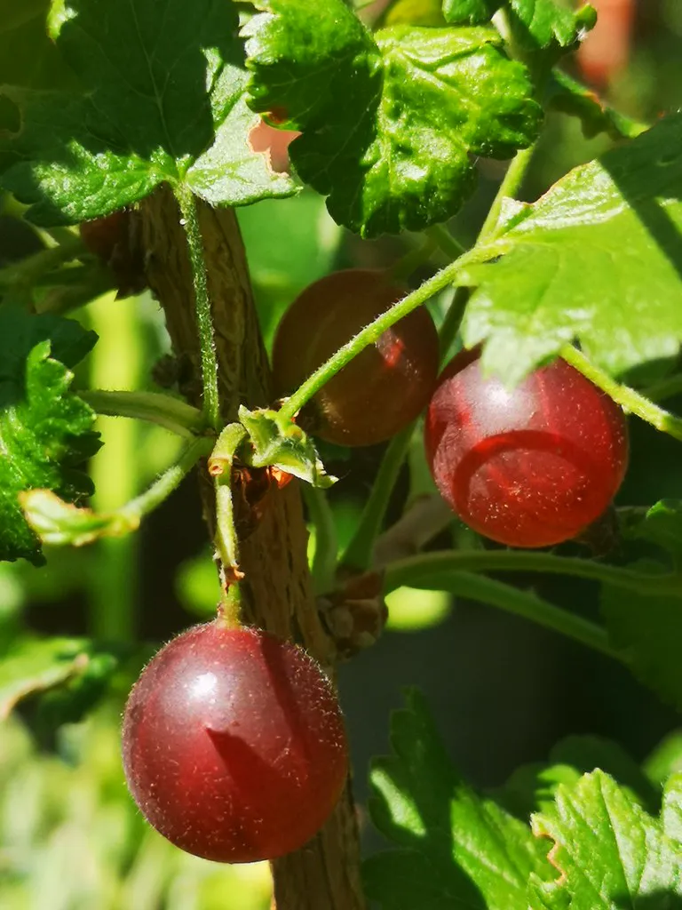Cluster of dark red-purple jostaberries ripening on a thornless stem