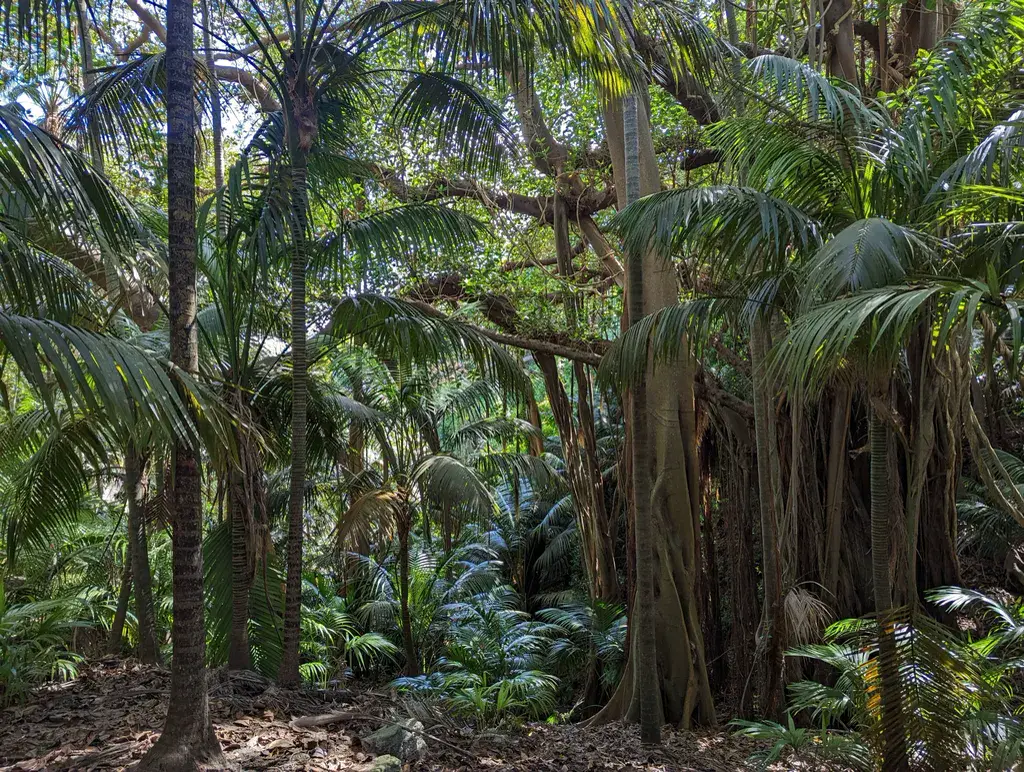 Kentia palms growing wild among ferns in a shady forest