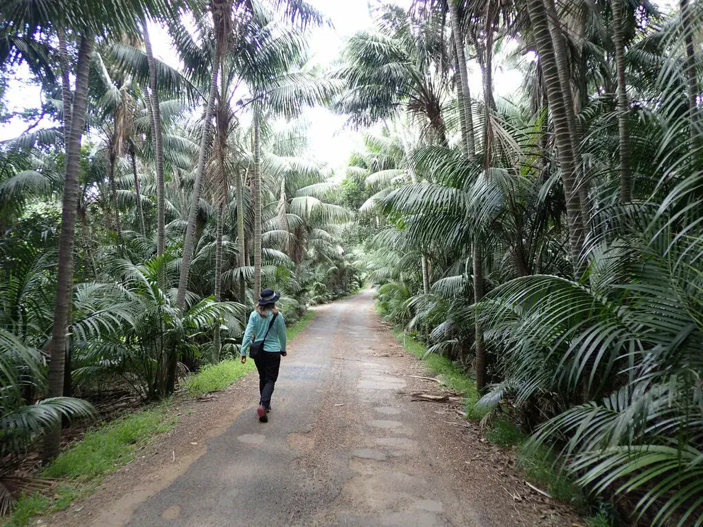 Avenue of tall kentia palms lining a shaded path