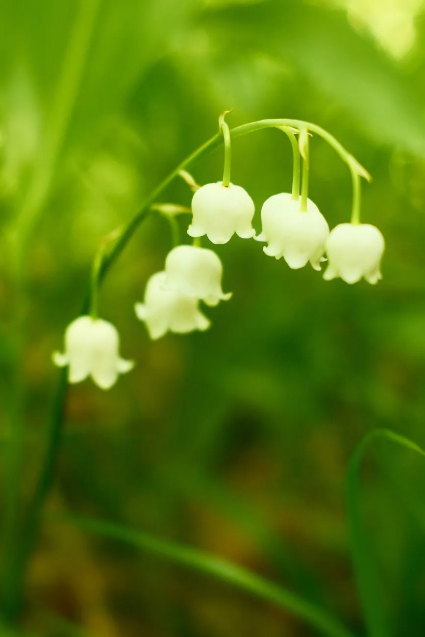 Row of small white bell flowers hanging along one arching stem