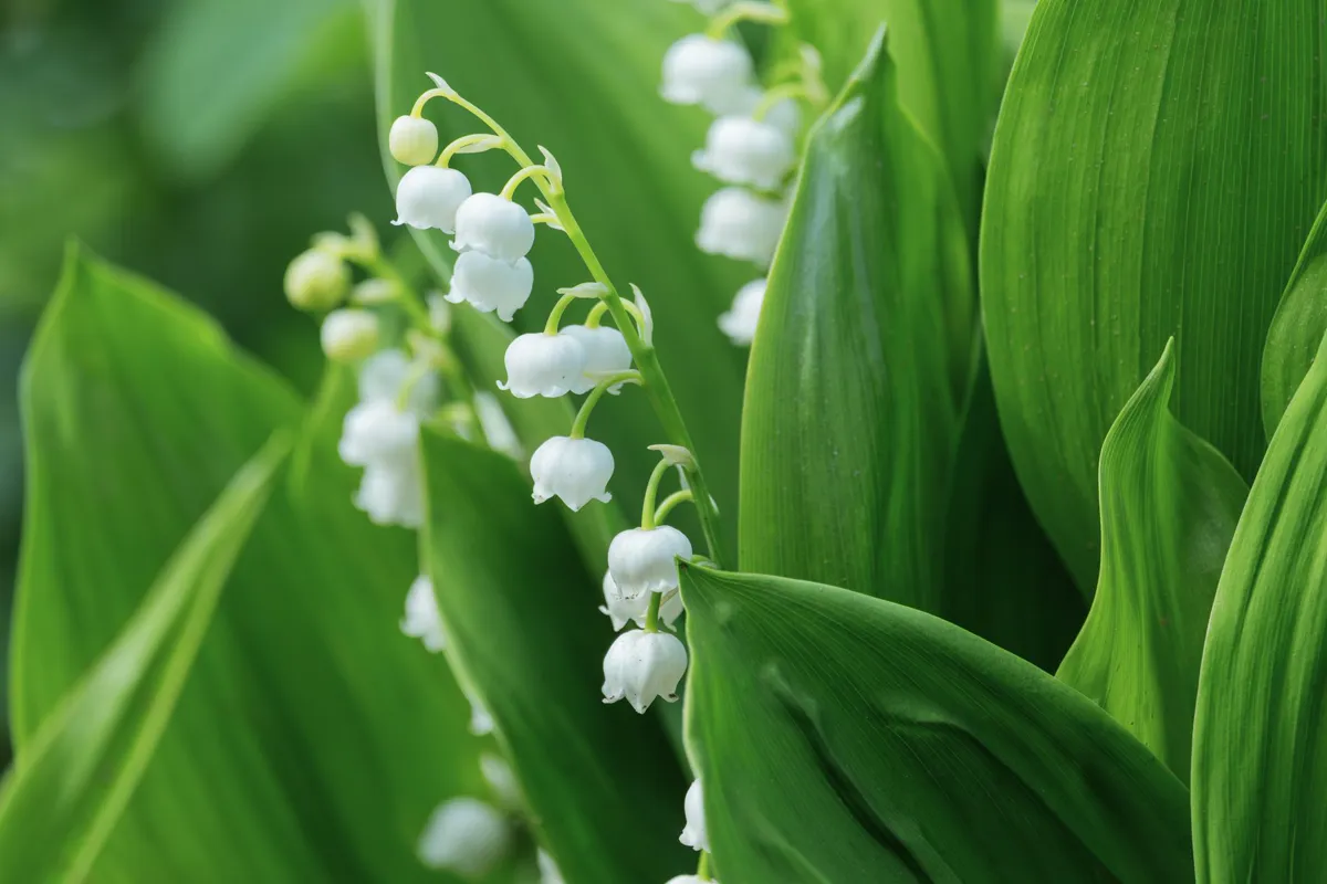 White bell flowers rising between broad upright green leaves in a shady spot