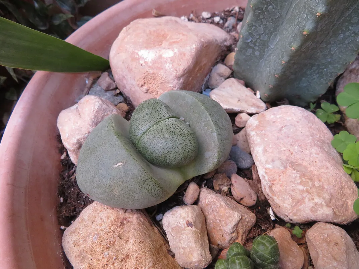 A single lithops living stone nestled among pink gravel