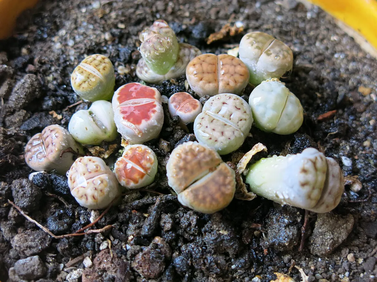 Cluster of lithops with patterned windowed tops