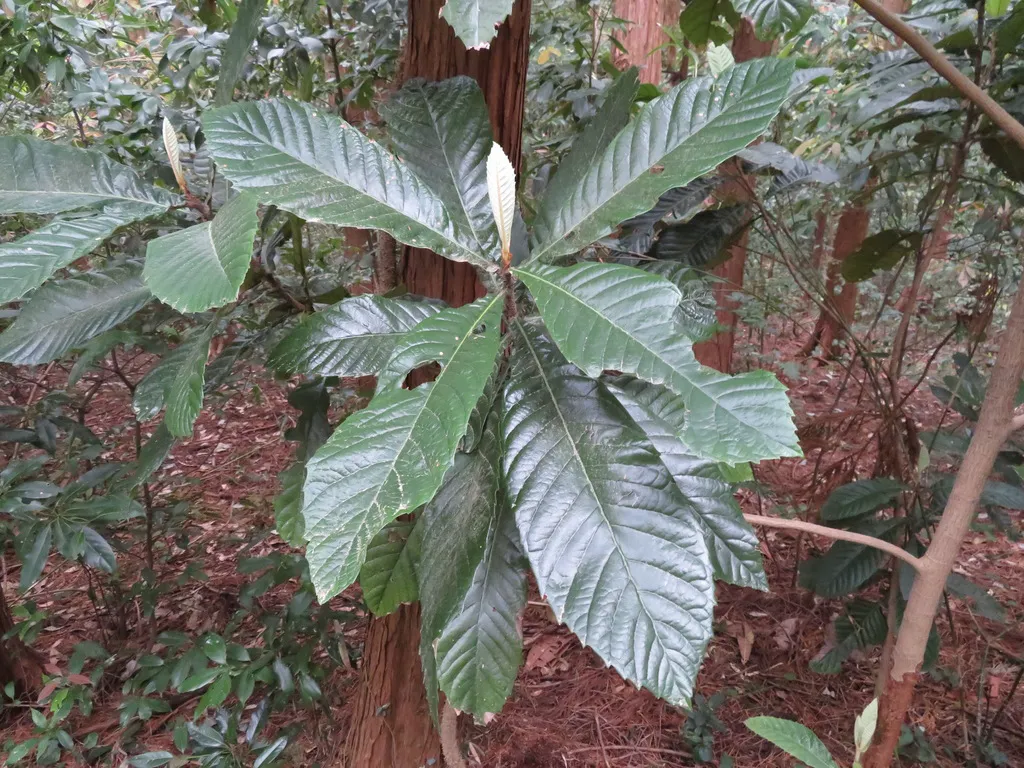 Whorl of large corrugated loquat leaves with rusty undersides
