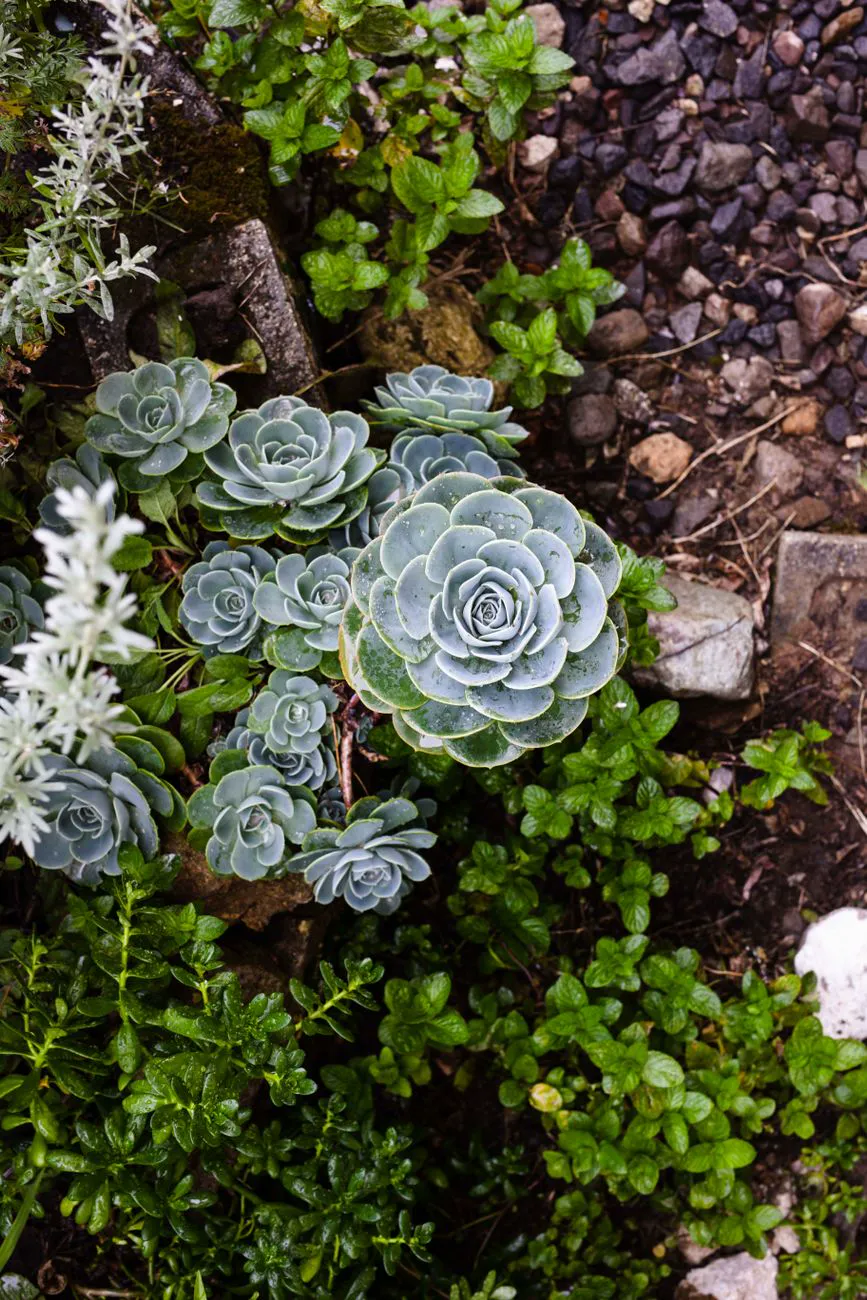 Succulents and small evergreens planted among rocks and bark mulch