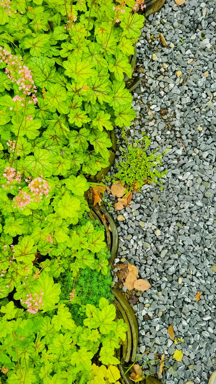 Ground-cover planting running alongside a band of loose gravel