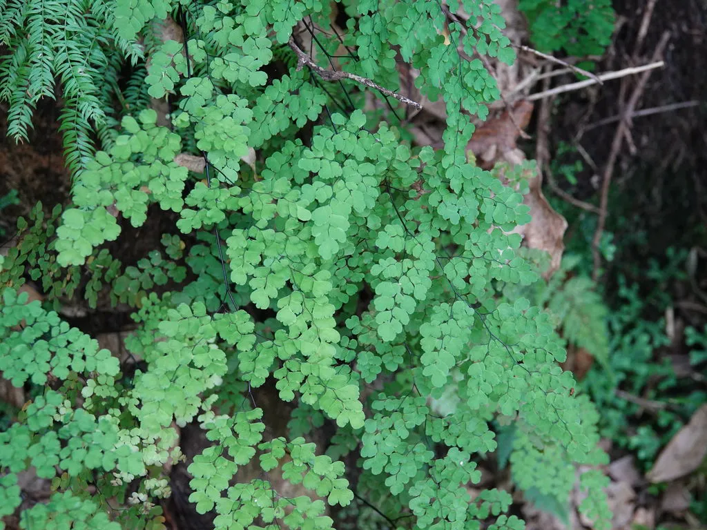 Maidenhair fern with lush cascading green fronds