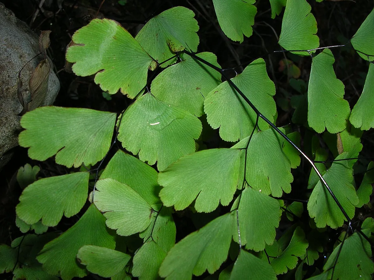 Close-up of fan-shaped maidenhair fern pinnae on black stems