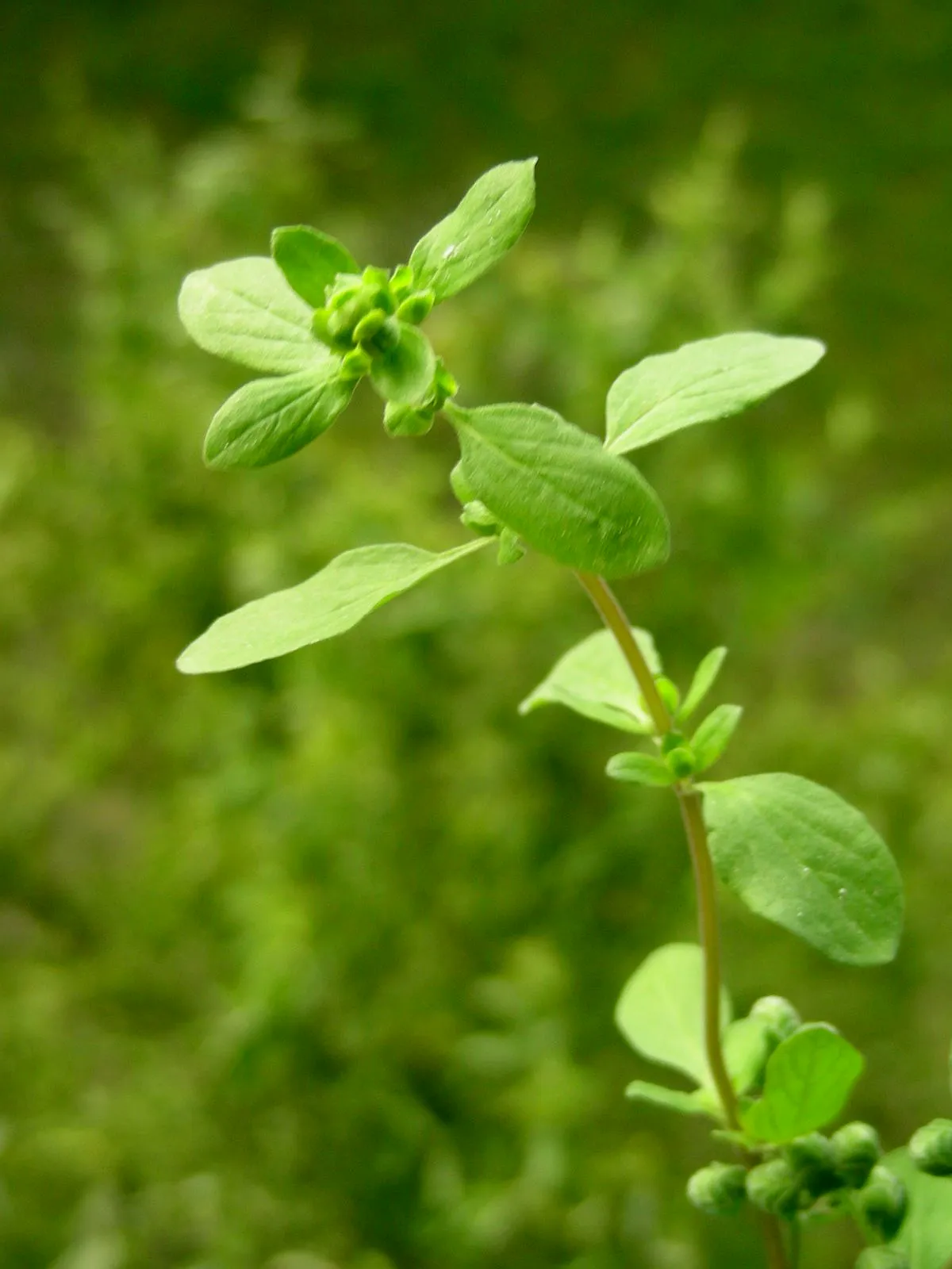 Bright green shoot with small rounded paired leaves on a square stem