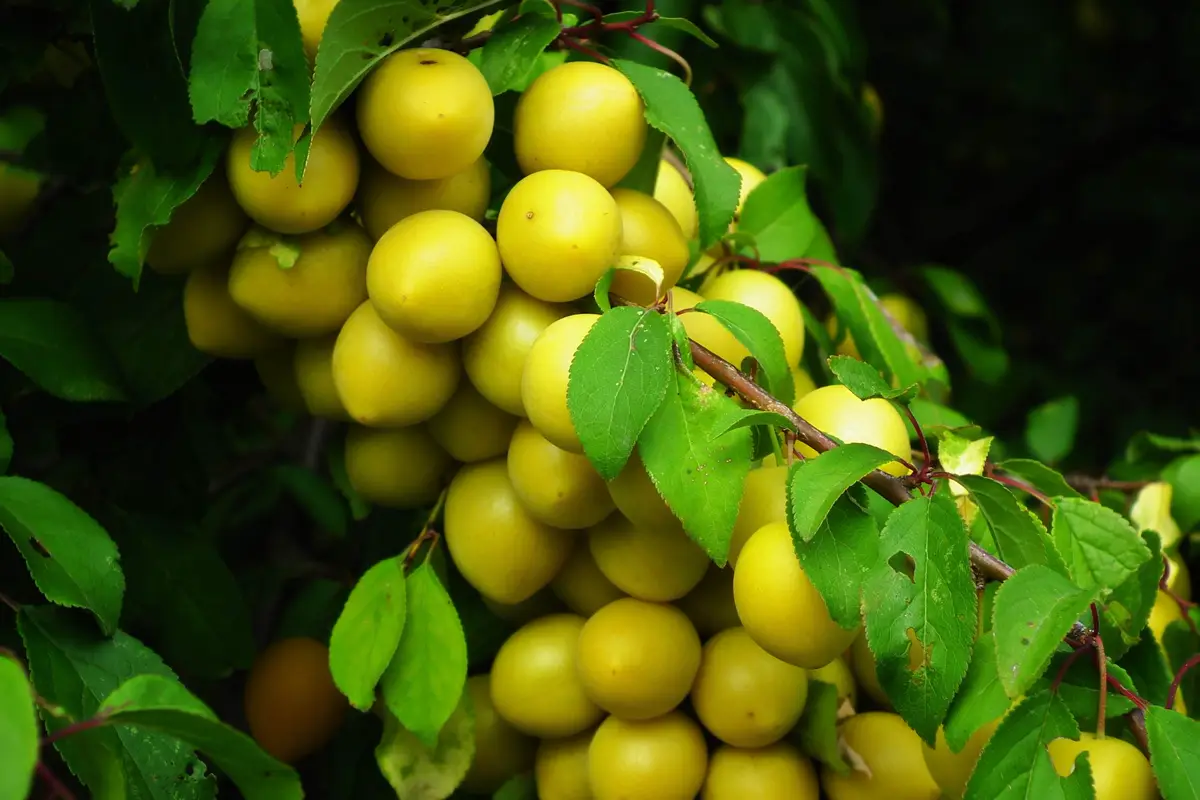Tight cluster of small round golden mirabelle plums among green leaves
