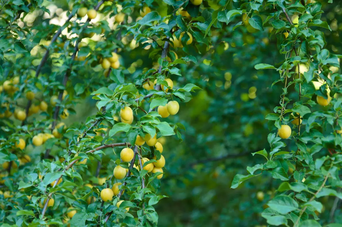 Mirabelle tree with branches bowed under hundreds of small yellow plums