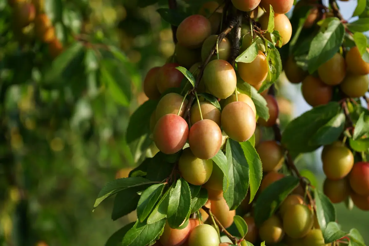 Mirabelle plums ripening from green to gold with a red sun-blush on one side