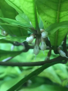 Miracle Fruit