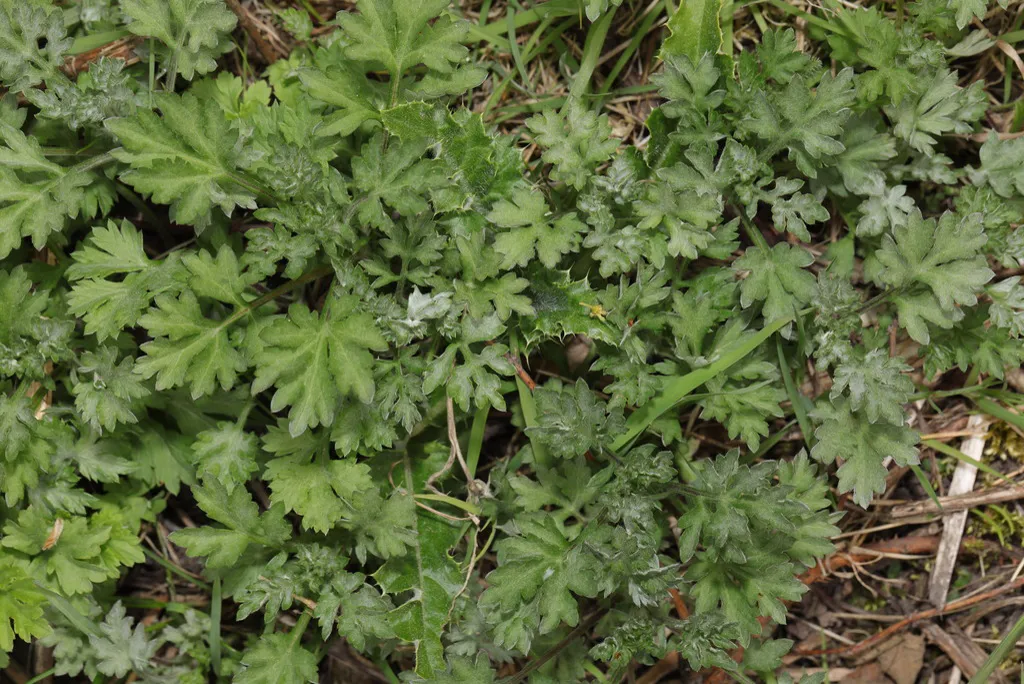 Dense patch of deeply cut leaves showing pale silvery undersides