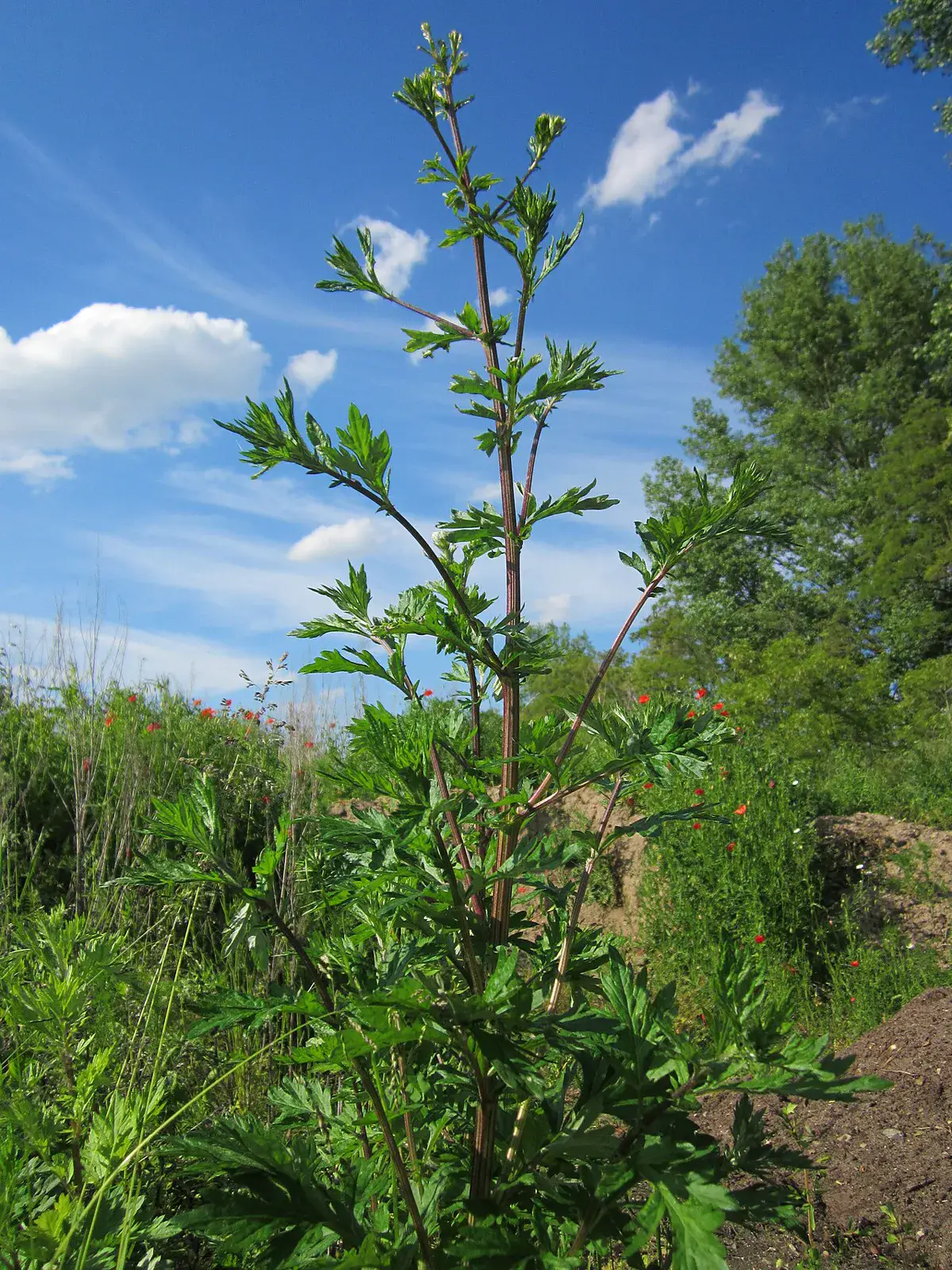 Tall upright leafy stem of a wild herb standing against a blue sky