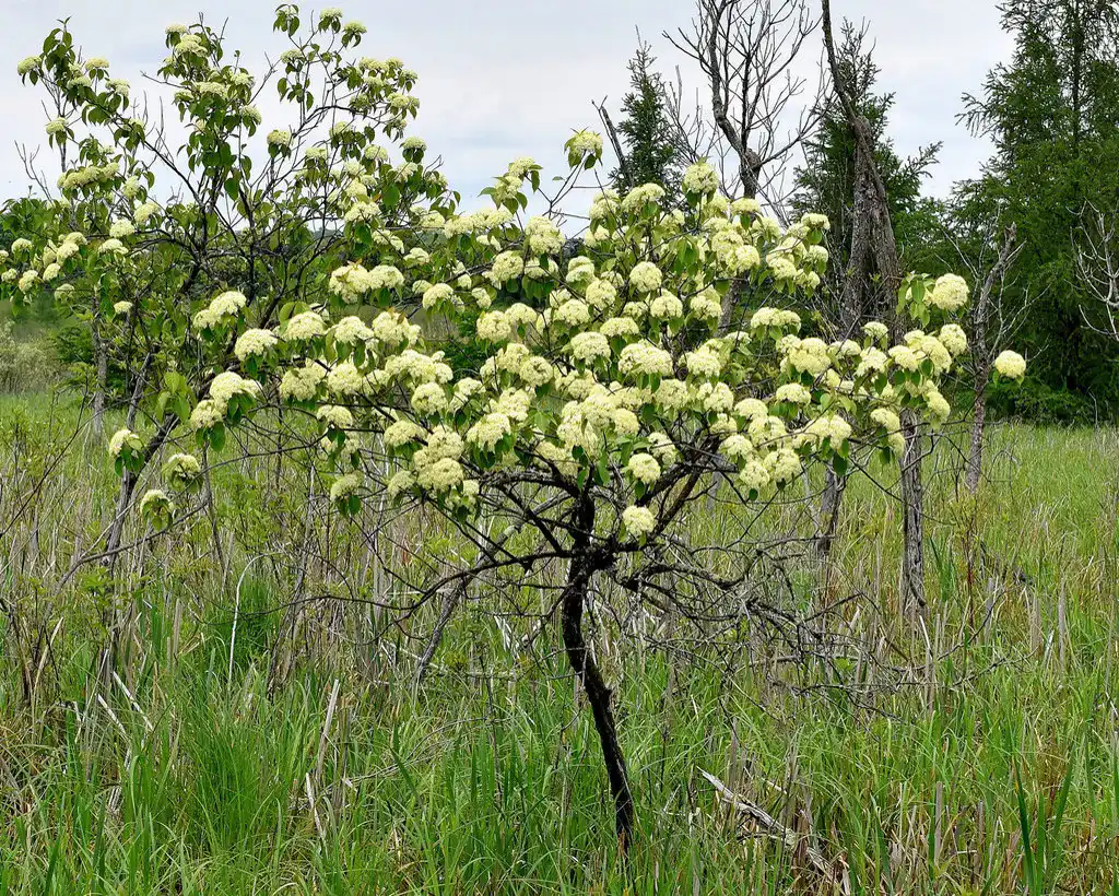Nannyberry shrub covered in flat creamy-white flower clusters in an open meadow