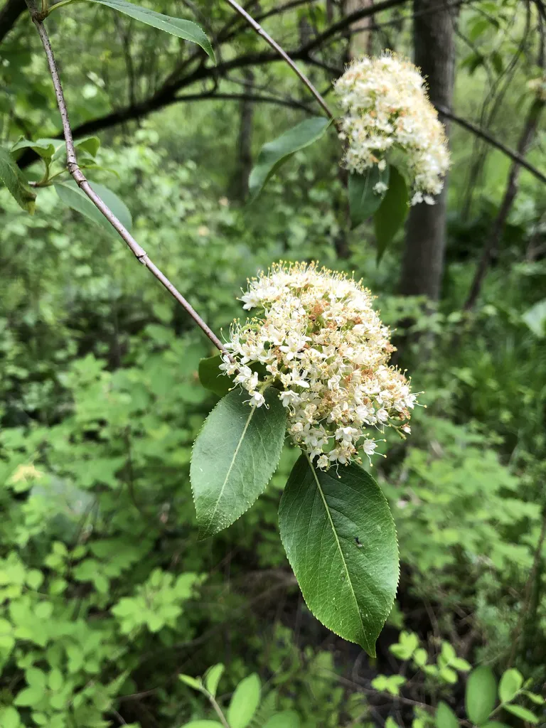 Close view of 's flat white flower clusters above glossy toothed leaves
