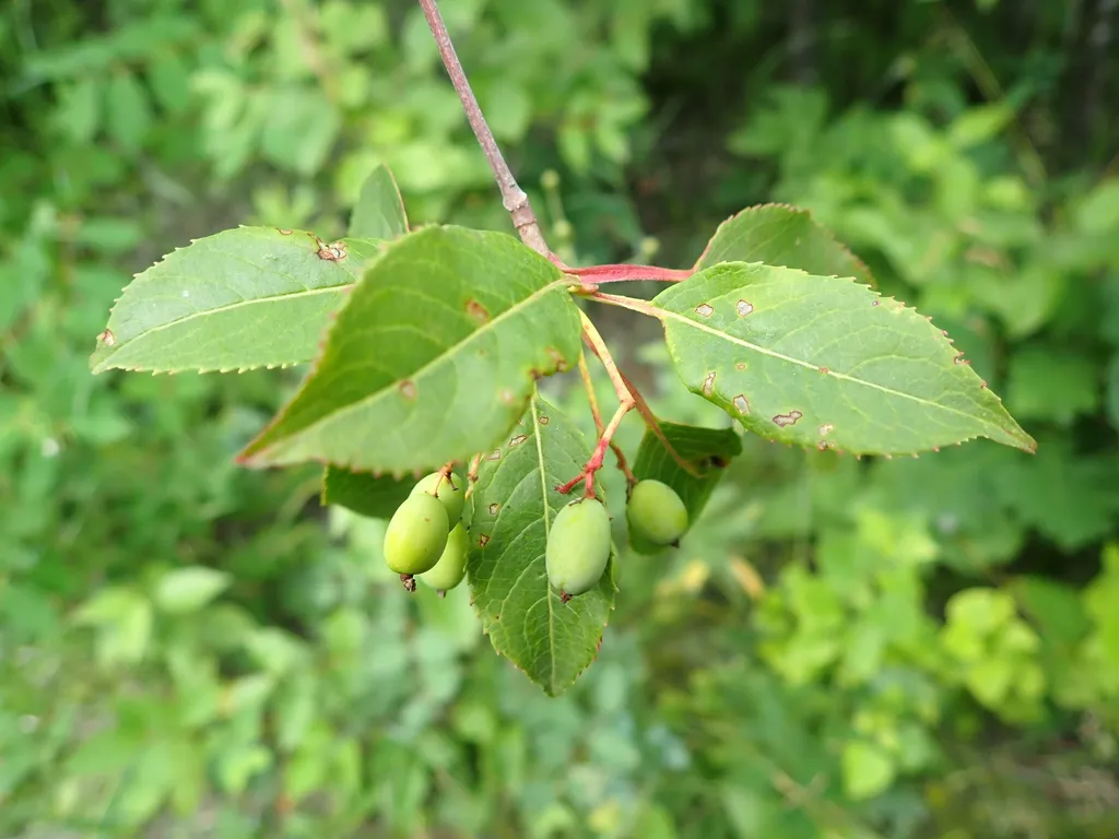 Green unripe fruits developing on red stalks under toothed leaves