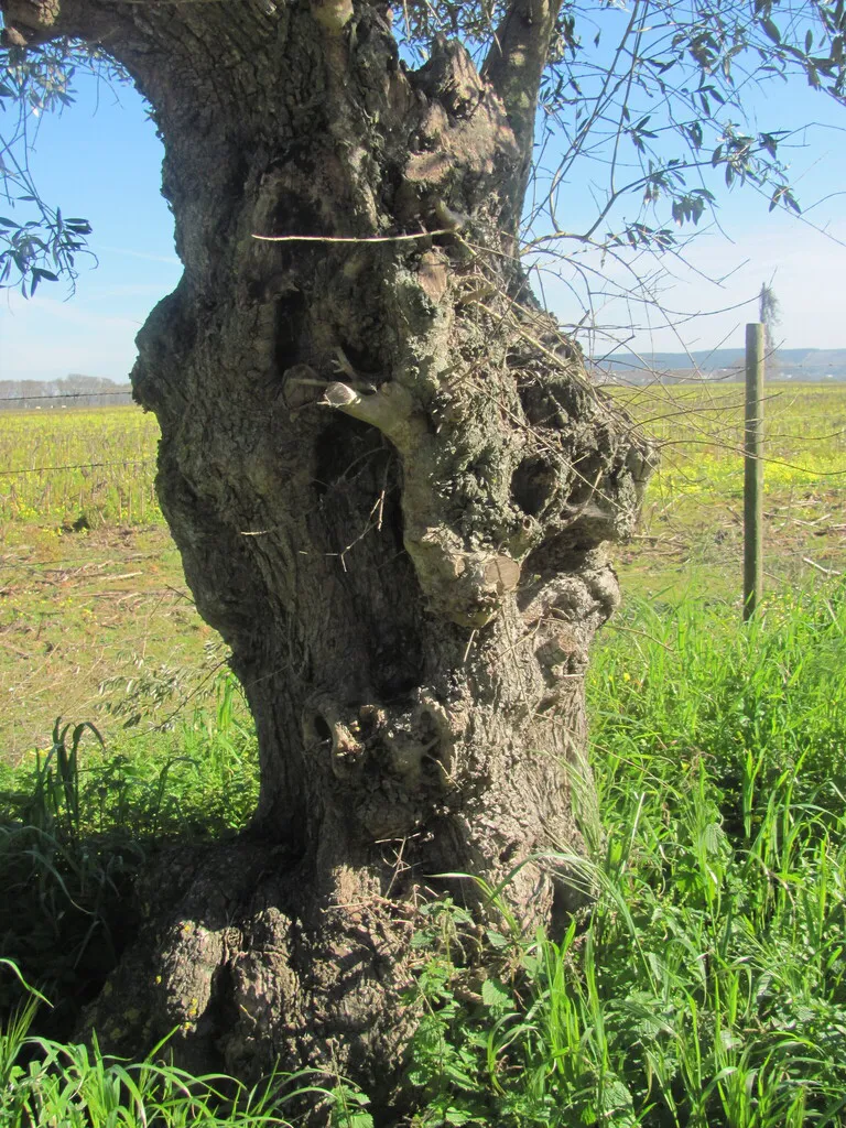 Gnarled twisted trunk of an old with deep furrowed bark