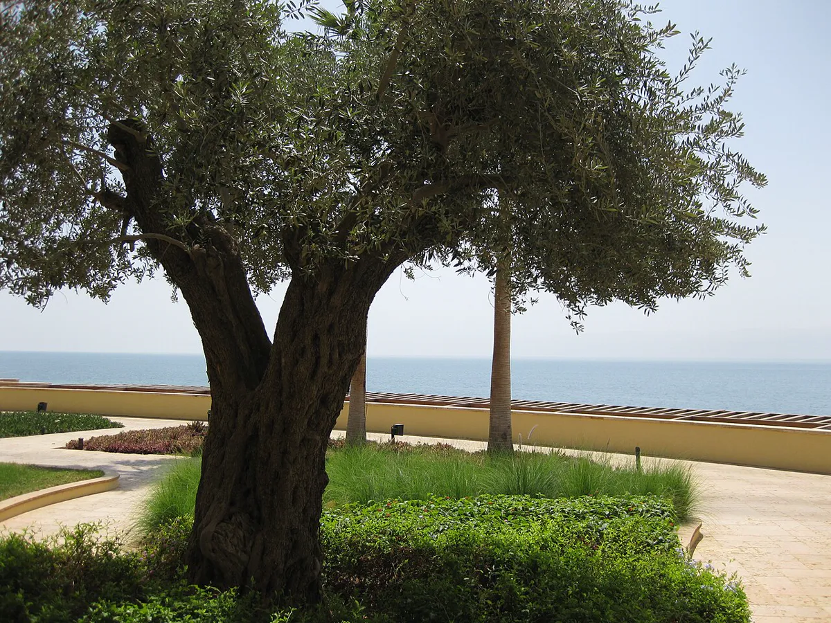Mature with a broad silver-grey canopy in an open coastal setting