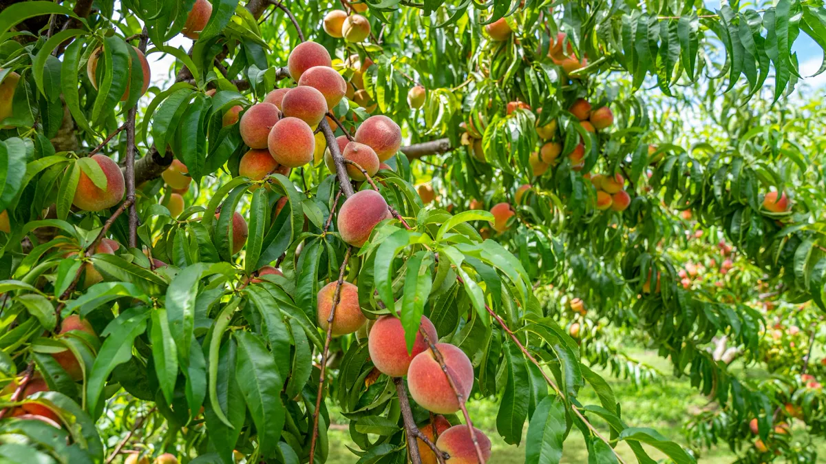 Branches loaded with blushed ripening fruit
