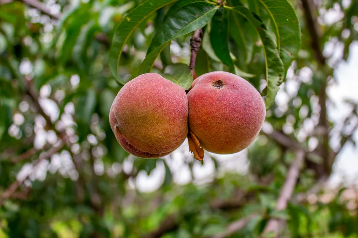 Two ripe fuzzy peaches hanging close together on a branch